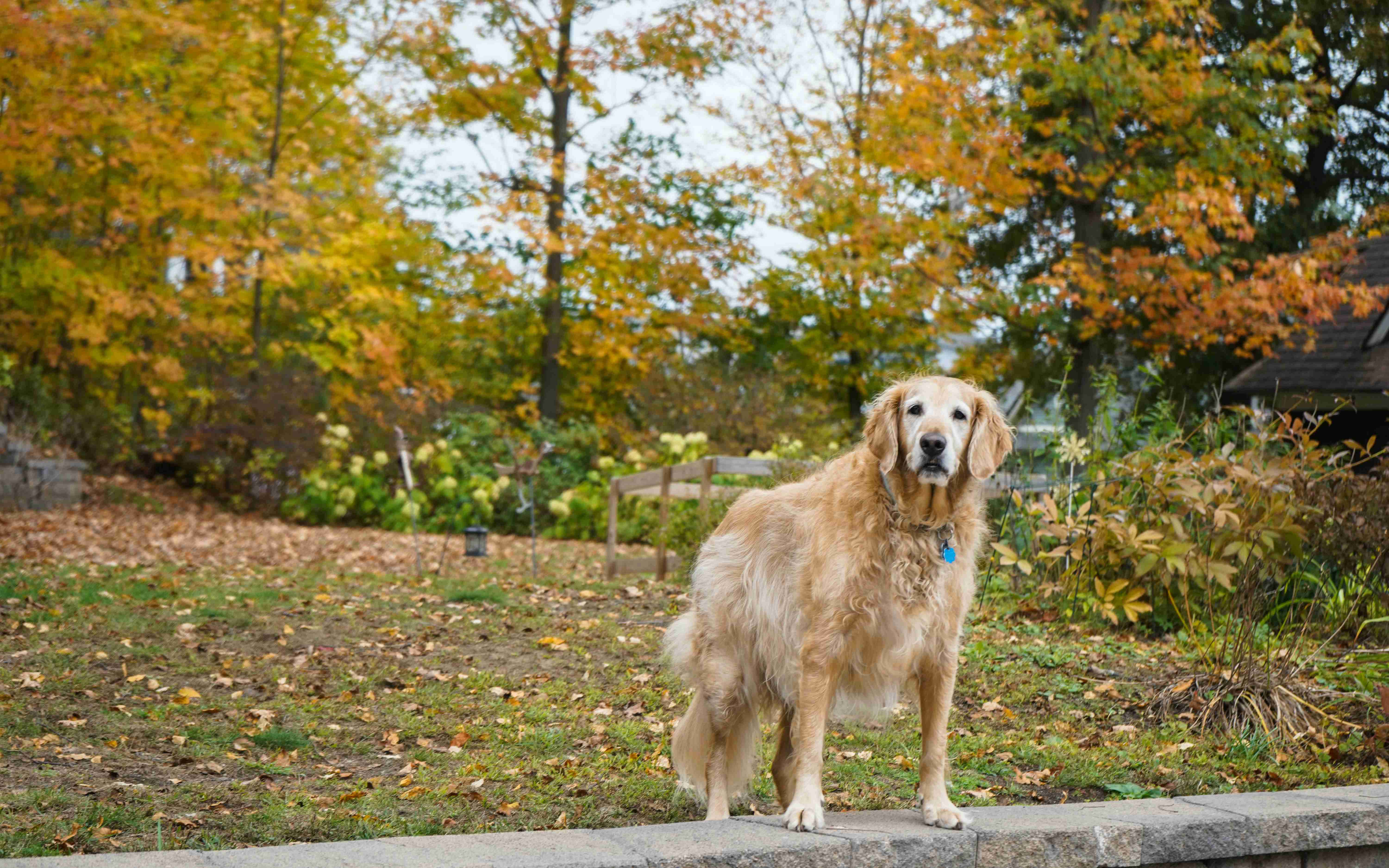 Golden Retriever Breeders: Essential Guides for Educating and Supporting New Owners
